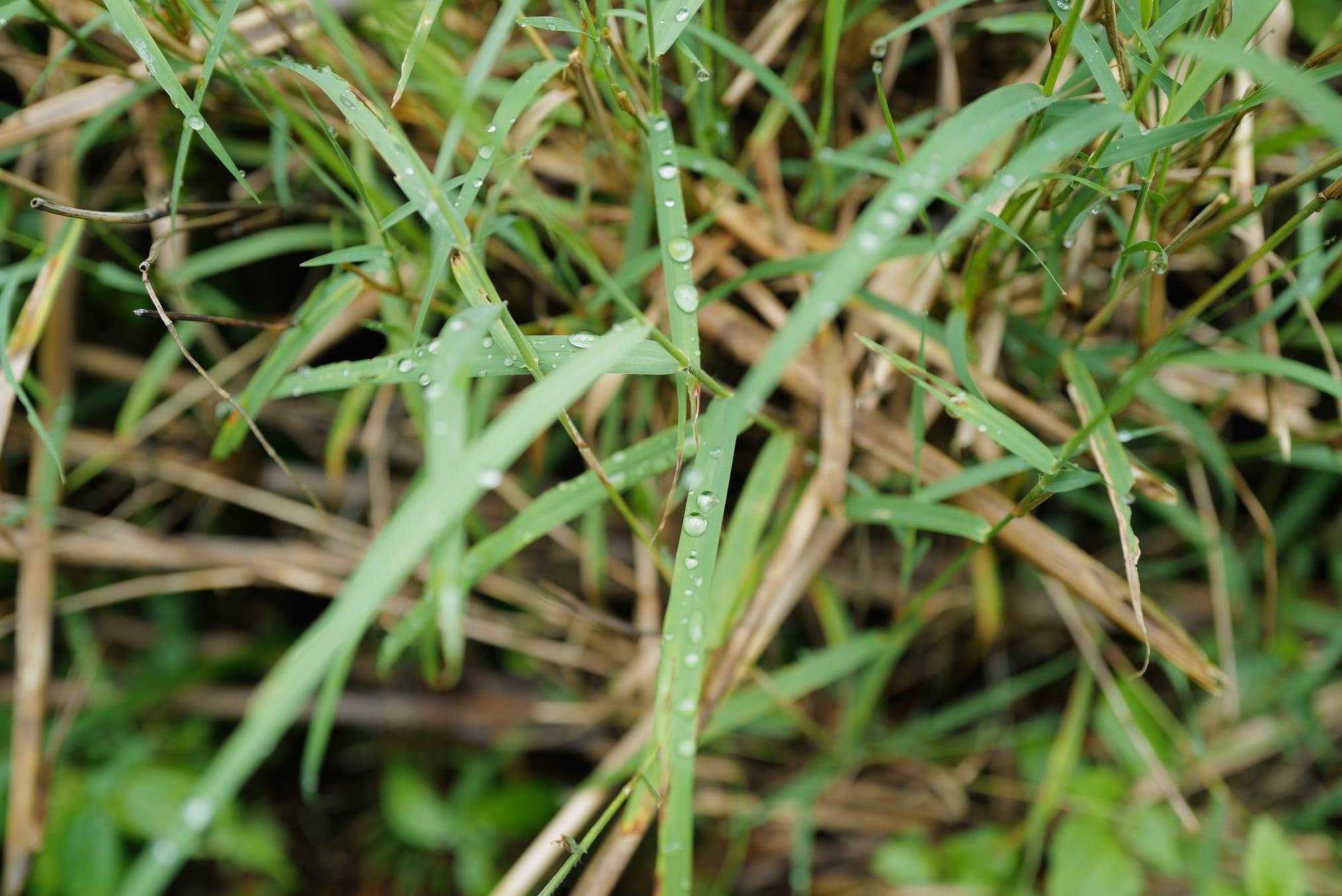 Walking Annapurna, again