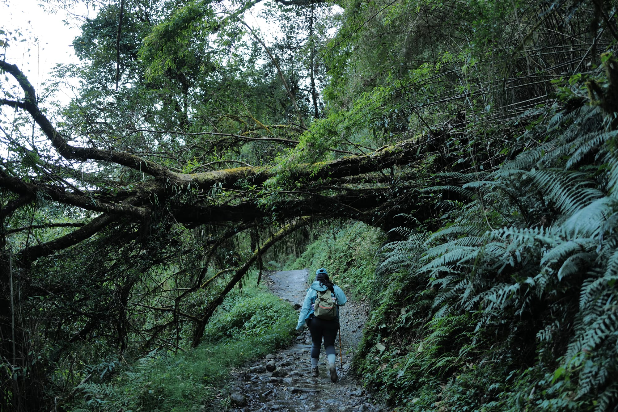 Walking Annapurna, again