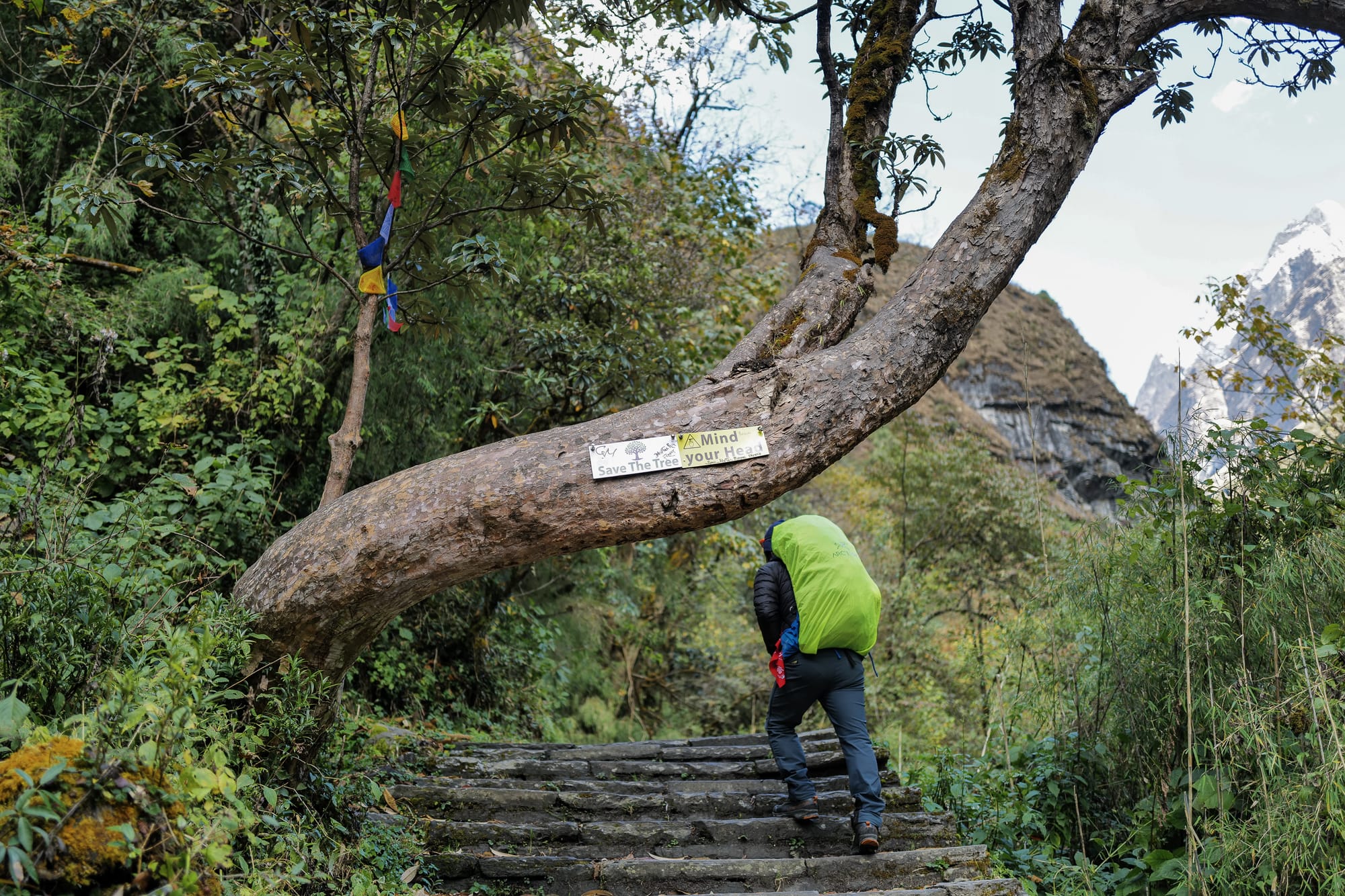 Walking Annapurna, again