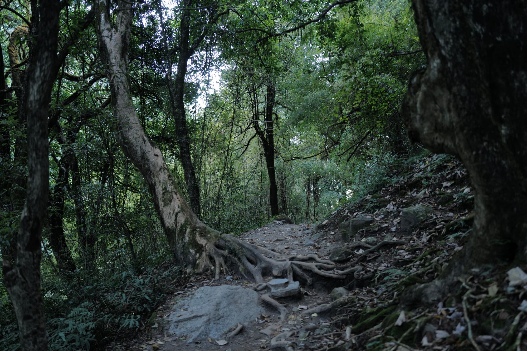 Walking Annapurna, again