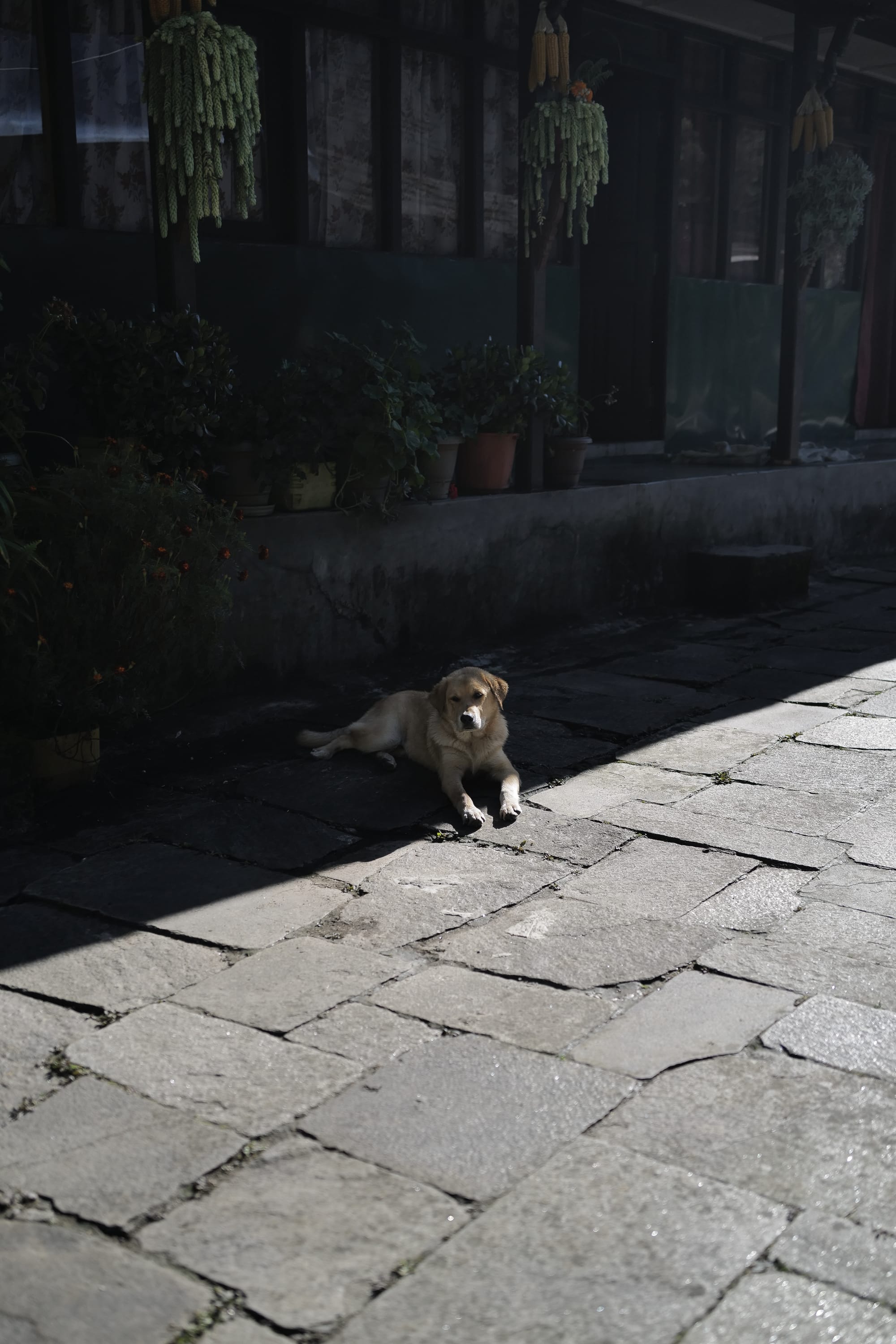 Walking Annapurna, again