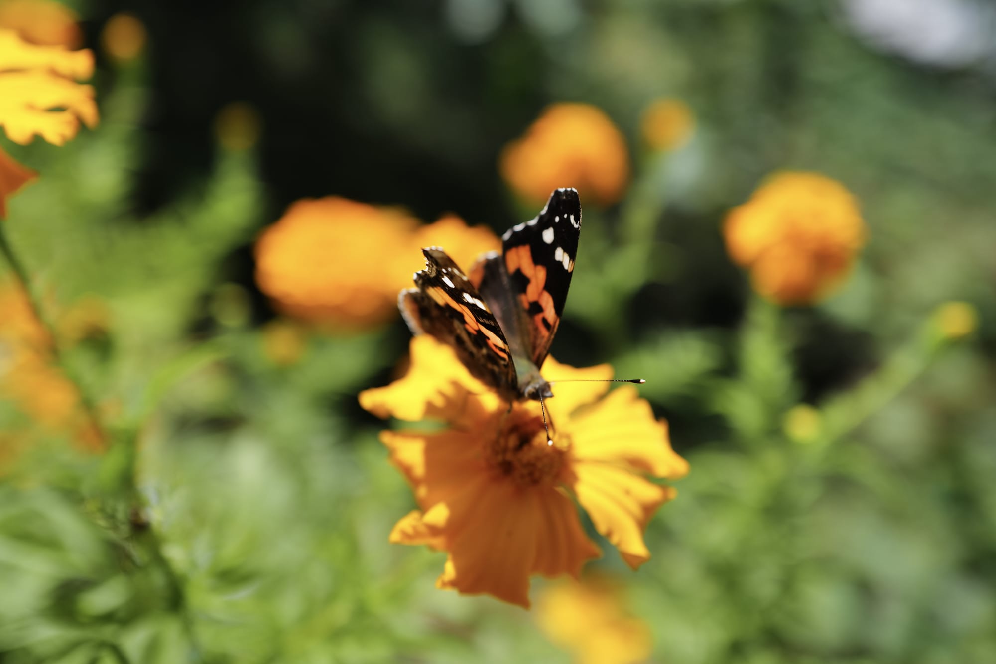 Walking Annapurna, again